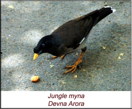 Devna Arora - Jungle myna